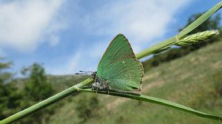 Zmrt (Callophrys rubi)
