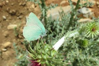 Nahvan Zmrt (Callophrys danchenkoi)