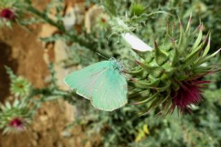Nahvan Zmrt (Callophrys danchenkoi)