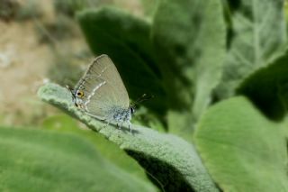 Minik Sevbeni (Satyrium acaciae)