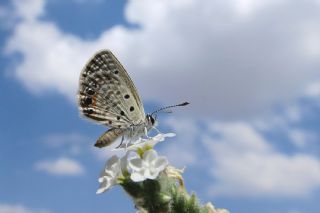 Mcevher Kelebei (Chilades trochylus)
