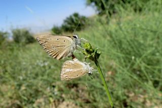 Anormal okgzl (Polyommatus admetus)