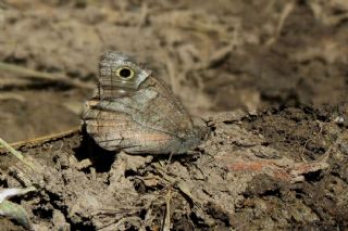 Aa Karamelei (Hipparchia statilinus)