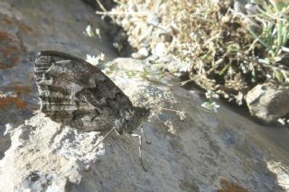 Byk Karamelek (Hipparchia syriaca)