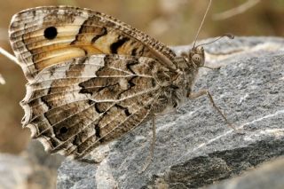 Step Cad�s�&nbsp;(Chazara&nbsp;anthe)