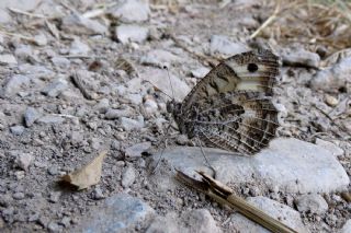 Step Cads (Chazara anthe)