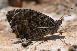 Step Cad�s�&nbsp;(Chazara&nbsp;anthe)