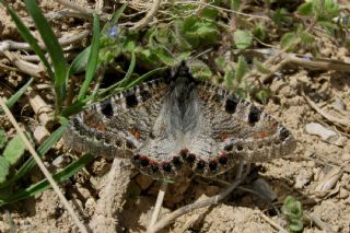 Yalanc Apollo (Archon apollinus)