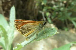 Sar Antenli Zpzp (Thymelicus sylvestris)