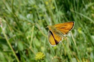 Sar Lekeli Zpzp (Thymelicus acteon)