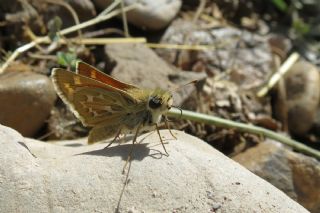 Gm Benekli Zpzp (Hesperia comma)