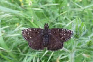 Pasl Zpzp (Erynnis tages)