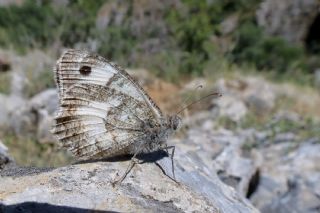 Anadolu Yalanccads (Pseudochazara anthelea)
