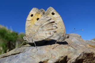 Levantin Yalanccads (Pseudochazara pelopea)
