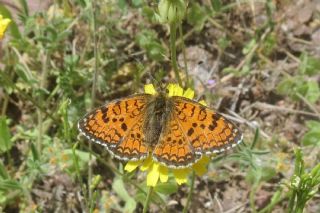 Hatayl parhan (Melitaea collina)