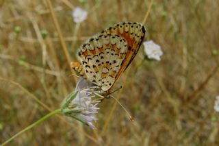 ranl parhan (Melitaea persea)