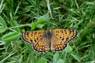 Cezayirli parhan (Melitaea ornata)