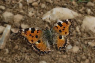 Karaaa Nimfalisi (Inachis polychloros)
