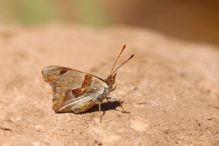Anadolu �ehzadesi&nbsp;(Thaleropis&nbsp;ionia)