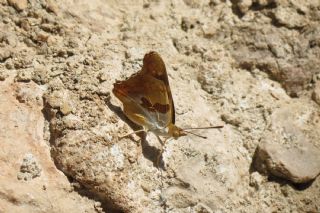 Anadolu ehzadesi (Thaleropis ionia)