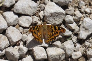 Anadolu ehzadesi (Thaleropis ionia)