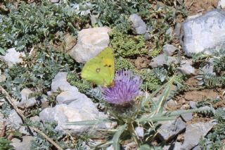 Sar Azamet (Colias croceus)