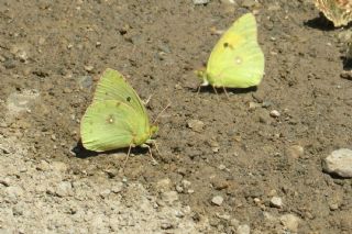 Anadolu Azameti&nbsp;(Colias&nbsp;aurorina)