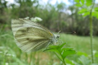 Yalanc Beyazmelek (Pieris pseudorapae)
