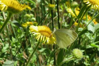 Yalanc Beyazmelek (Pieris pseudorapae)