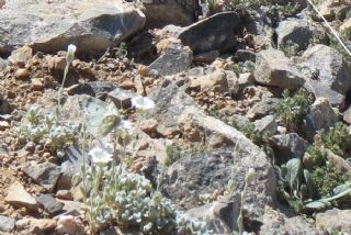 Doruklarn Beneklimelei (Pontia callidice)