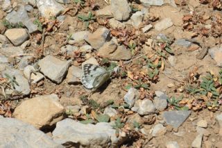 Doruklarn Beneklimelei (Pontia callidice)