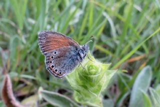 Rus Zpzp Perisi (Coenonympha leander)