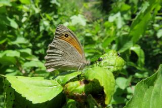 Esmerperi (Hyponephele lupina)