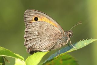 Esmerperi&nbsp;(Hyponephele&nbsp;lupina)