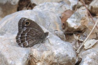 Beyaz Damarl Pirireis (Satyrus amasinus)