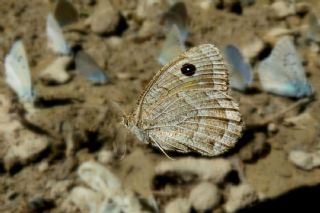 Beyaz Damarl Pirireis (Satyrus amasinus)