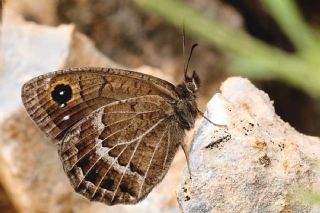 Beyaz Damarl� Pirireis&nbsp;(Satyrus&nbsp;amasinus)