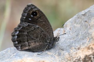 Ha�metli Pirireis&nbsp;(Satyrus&nbsp;ferulus)