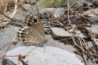 Beyaz Damarl Pirireis (Satyrus amasinus)