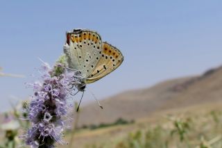 Anadolu Ate Gzeli (Lycaena asabinus)