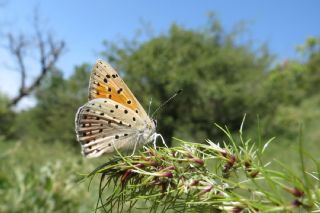 Alev Ategzeli (Lycaena kefersteinii)