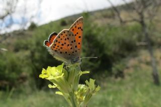 Alev Ategzeli (Lycaena kefersteinii)