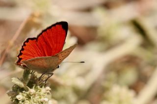 Da� Ate�i&nbsp;(Lycaena&nbsp;thetis)