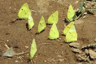 Gzel Azamet (Colias alfacariensis)