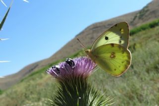 Gzel Azamet (Colias sareptensis)