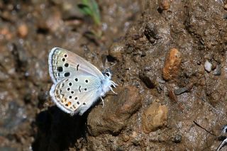 Yunan Turan Mavisi&nbsp;(Turanana&nbsp;taygetica)