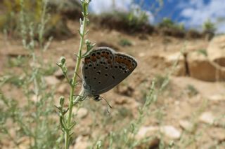 Doulu Esmergz (Plebejus carmon)