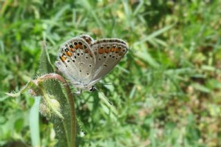 Doulu Esmergz (Plebejus carmon)