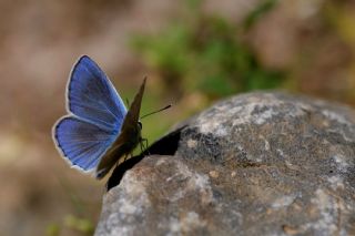 Lacivert Anadolu okgzls (Polyommatus actis )