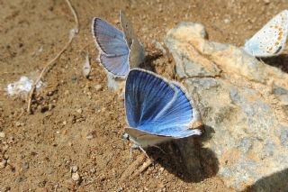 Lacivert Anadolu okgzls (Polyommatus actis )